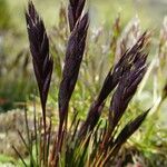 Festuca peruviana Habit