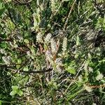 Salix lapponum 花