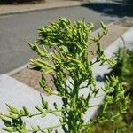 Lactuca canadensis Λουλούδι