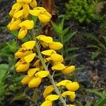 Cytisus nigricans Flower