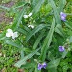 Tradescantia × andersoniana Flower