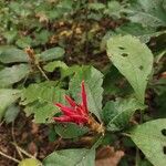 Aphelandra scabra Cvet