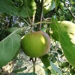 Malus sylvestris Mill.Fruit