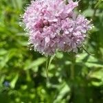 Clinopodium alpinumFlors