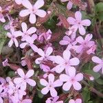 Saponaria ocymoidesFlower