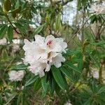 Rhododendron formosanum Blüte