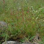 Bulbostylis densa Habitat