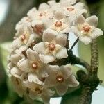 Hoya carnosa Blomst