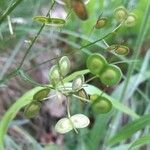 Biscutella laevigata Fruit