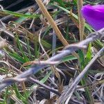 Vigna frutescens Rinde