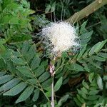 Calliandra haematocephala Fleur