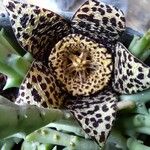 Orbea variegata 花