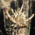 Hoodia gordonii Flower