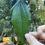 Miconia elata Feuille