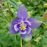 Aquilegia vulgarisFloro