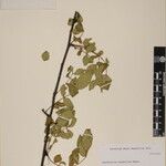 Zanthoxylum oxyphyllum ᱮᱴᱟᱜ