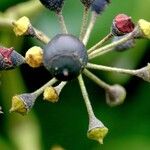 Hedera helix Плод