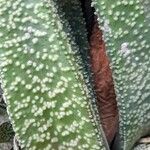 Gasteria carinata Leaf