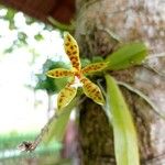Phalaenopsis cornu-cervi Цвят