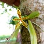 Phalaenopsis cornu-cervi Flower