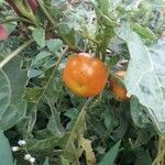 Solanum incanumFruit