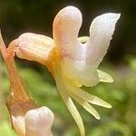 Epipogium aphyllum Цвят