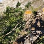 Carlina vulgaris Flower