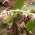 Bulbophyllum cocoinum