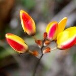 Ixia dubia Blomst