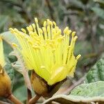 Pleurocalyptus pancheri Flor