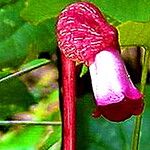 Aeginetia indica Flower