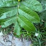 Sorbus scopulina Lehti