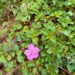 Dissotis rotundifolia Blomst