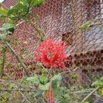 Hibiscus schizopetalus Cvet