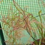 Drosera binata List