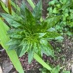 Lobelia cardinalis Leaf