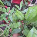 Litchi chinensis Leaf
