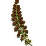 Asplenium foreziense Fuelha