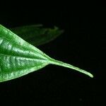 Clidemia ombrophila Hoja