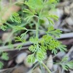 Fumaria parviflora Leaf