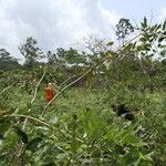 Pericopsis elata Habitat