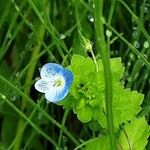 Veronica filiformis फूल