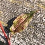 Rumex acetosella Leaf