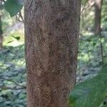 Psidium cattleyanum Bark