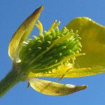 Ranunculus millefoliatus പുഷ്പം
