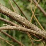 Vernonia colorata Azala