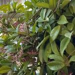 Hoya lacunosa Flower