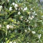 Astragalus terraccianoi ফুল