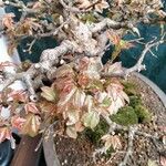 Acer buergerianum Blad