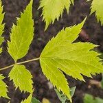 Actaea racemosa Hoja